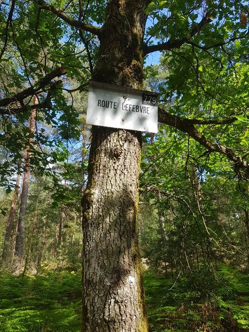 un peu de fraicheur .... forêt de Fontainebleau