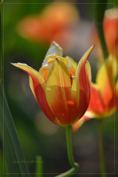 Plus de 200 variétés de tulipes au Parc Floral de Paris - Mai 2014