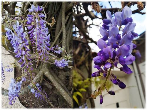 Les fleurs de la mi mai dans mon jardin