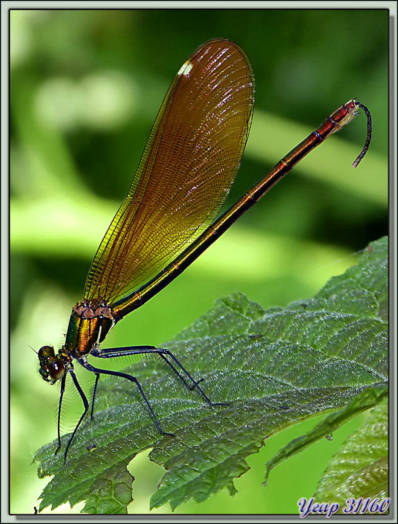  Libellule Caloptéryx Vierge (Calopteryx virgo) femelle - Boucou - Sauveterre de Comminges - 31  (Faune)