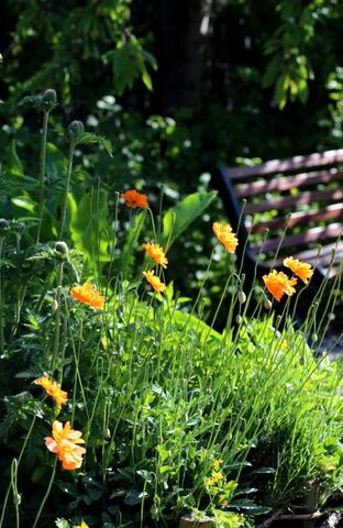 Les tulipes du jardin médiéval (2/2)