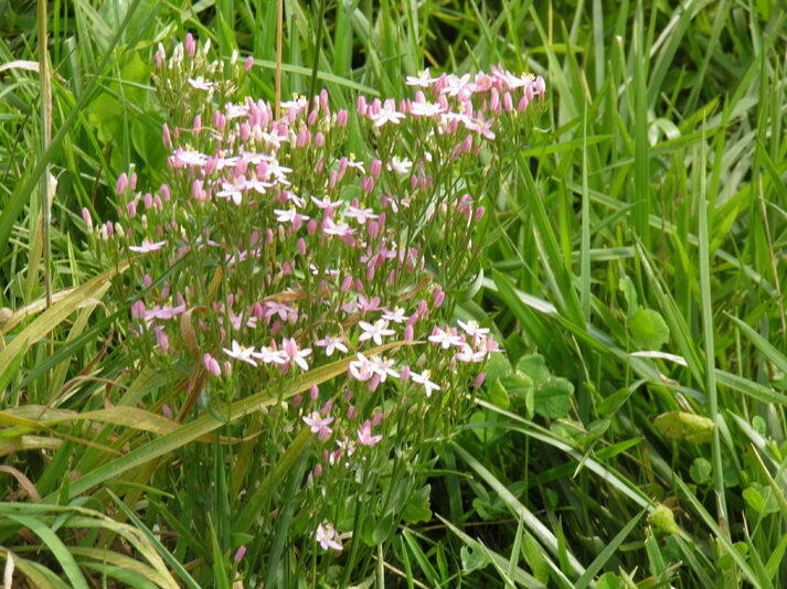 Fleurs des champs