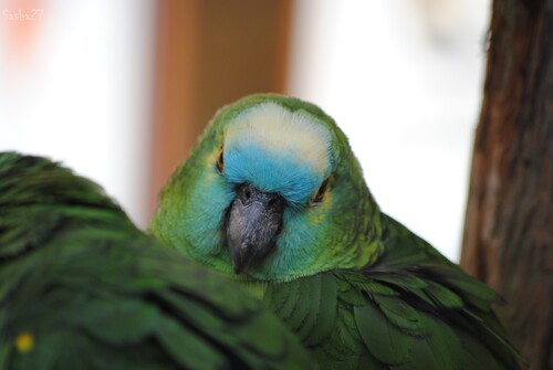 L'amazone à front bleu.