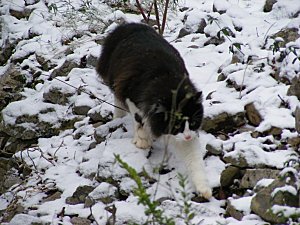 promenade neige 9 01 10 (101) [Résolution de l'écran]