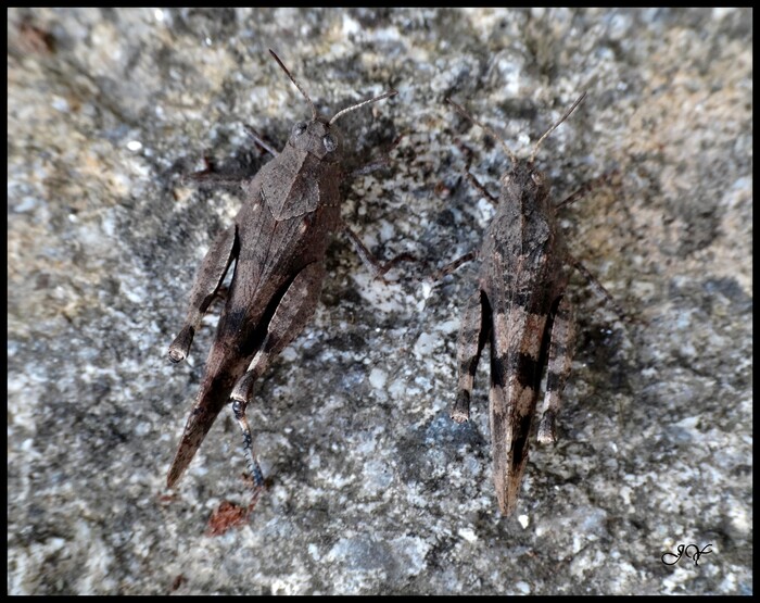 Oedipoda caerulescens.