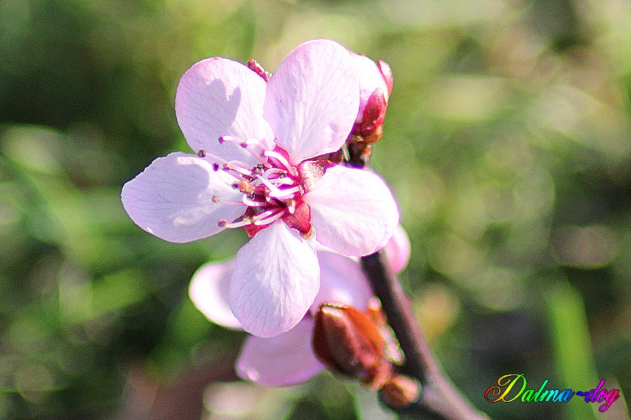 fleurs de prunus