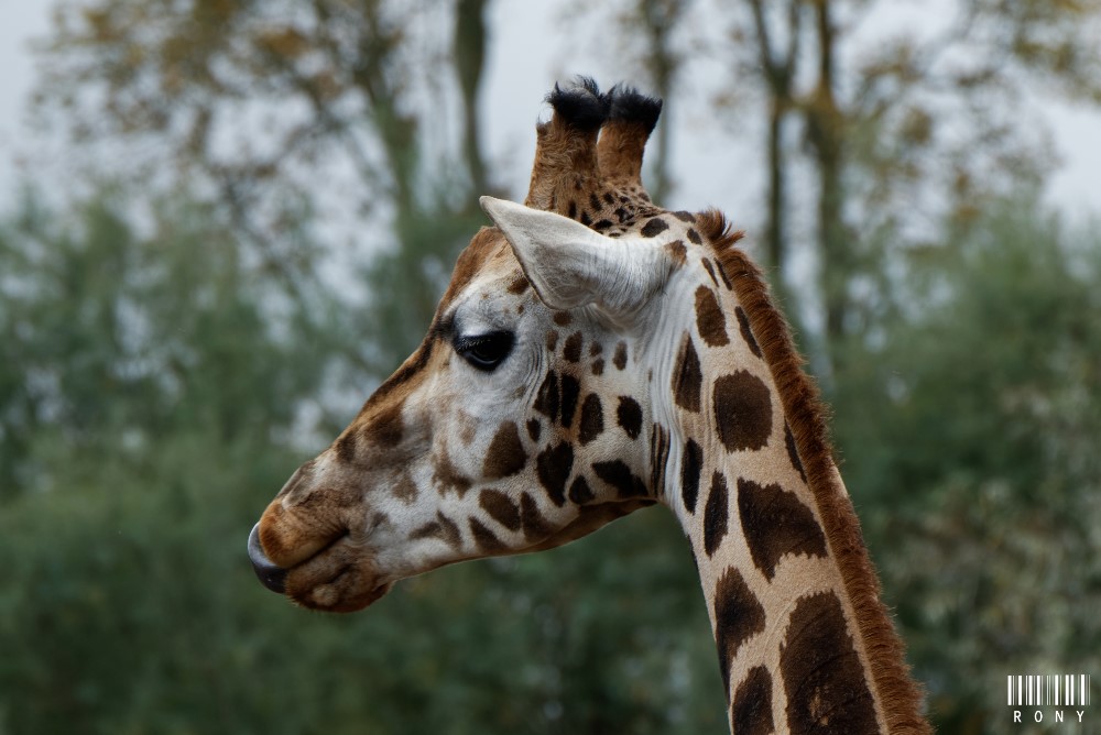 Les girafes du parc Pairi Daiza