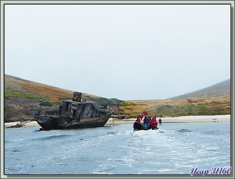 Débarquement à Coffins Harbour avec l'épave du Protector III, navire échoué en 1969 - New Island - Falkland Islands, Iles Malouines, Islas Malvinas