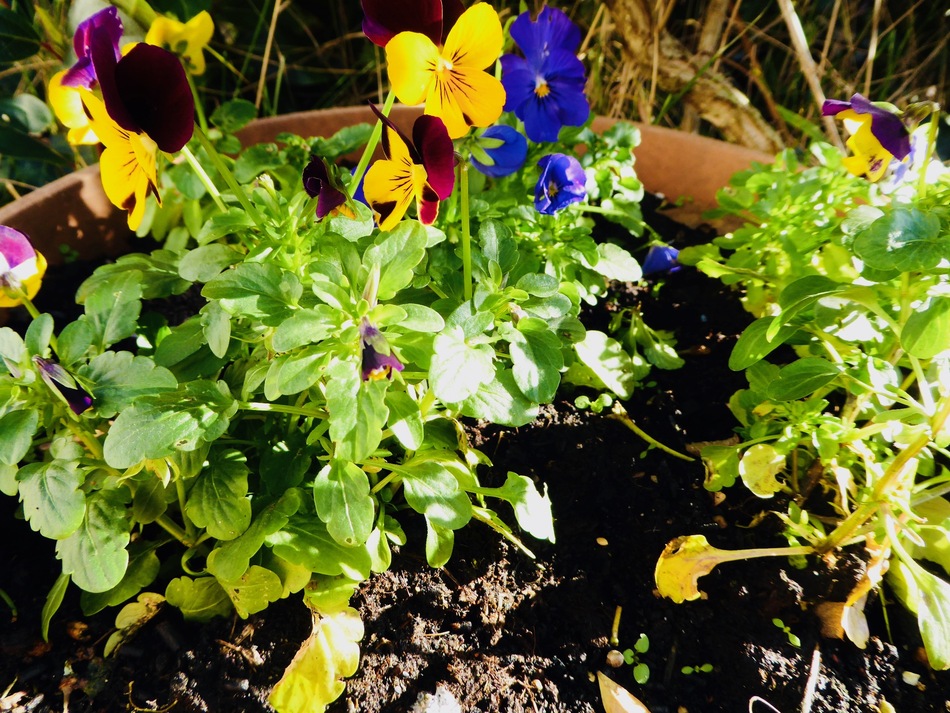 Avant l'hiver un goût de printemps!