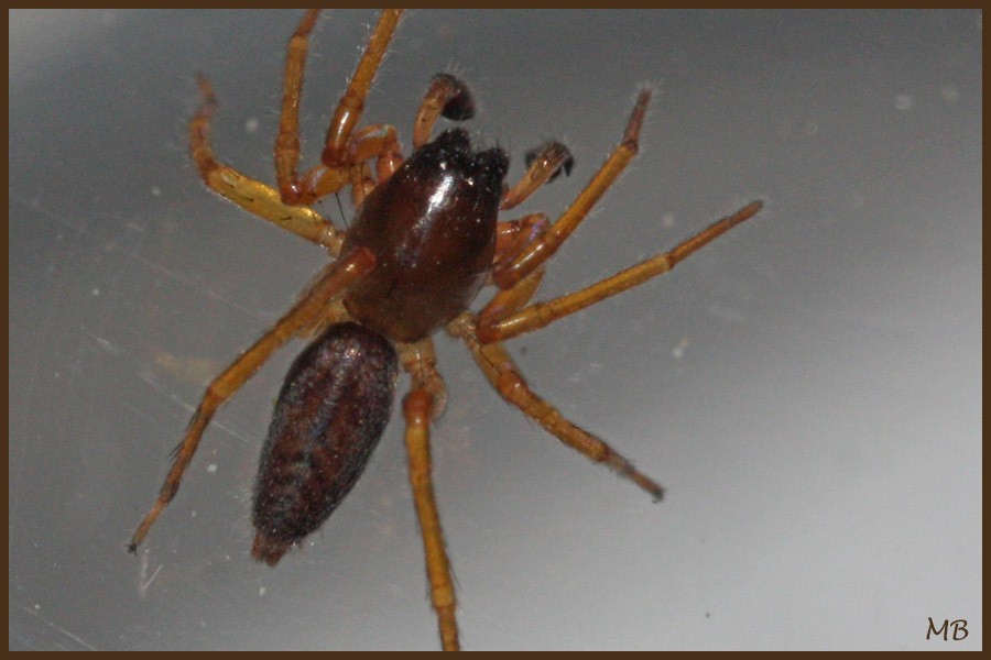 Arachnides-03-1737.jpg