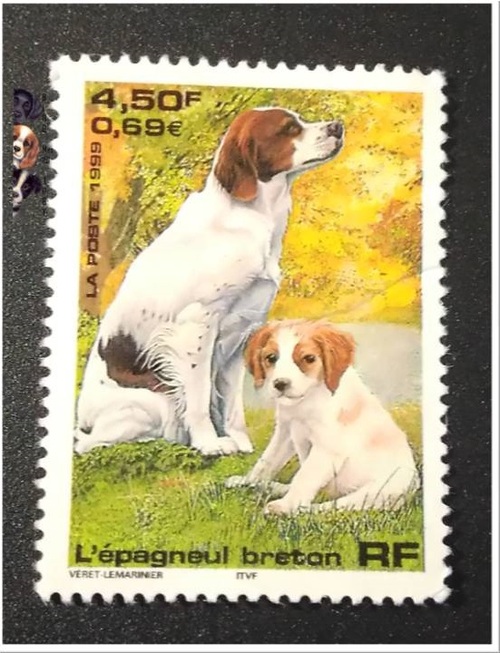 un timbre "Epagneul Breton" transformé .....