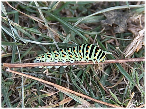 Papillons-3336-chenille-machaon.jpg