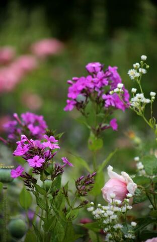 Des compagnes pour mes roses : Phlox paniculata