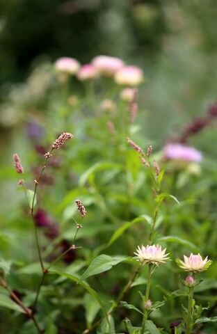 Roseraie 2023 - Jardinières d'été