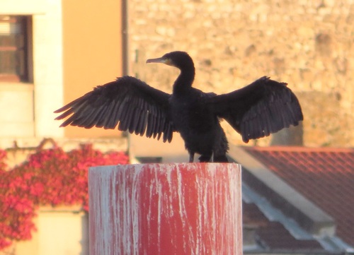 Le cormoran 