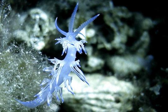 Nudibranches branchies