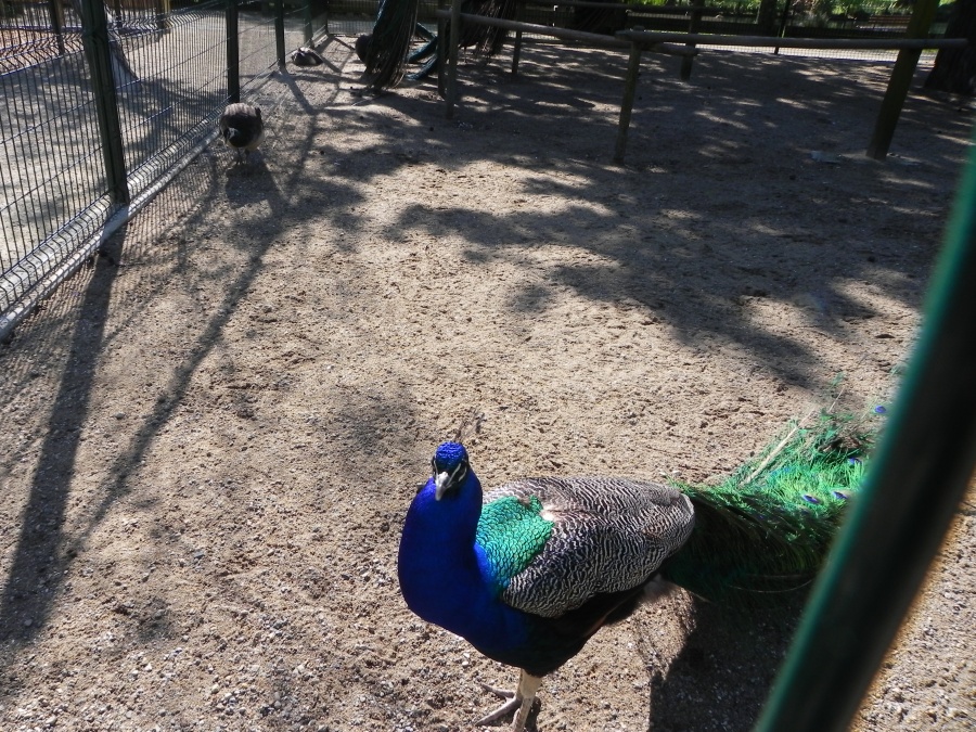 les animaux du parc à La Rochelle