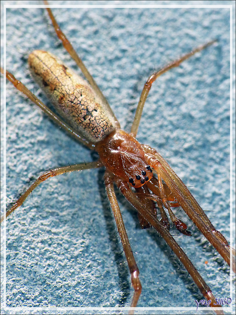 Araignée Tetragnathe (Tetragnatha sp) - La Couarde-sur-Mer - Île de Ré - 17