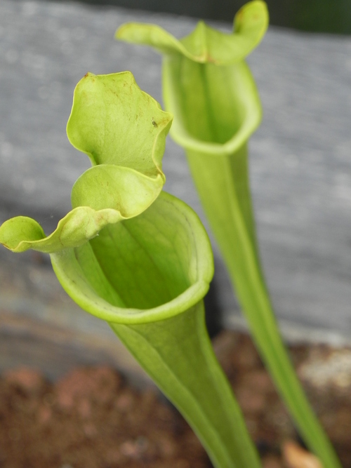 Plantes carnivores