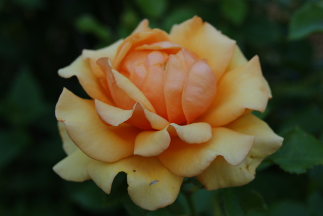 Rose orangée Amber Queen et monarde rouge Cambridge Scarlet