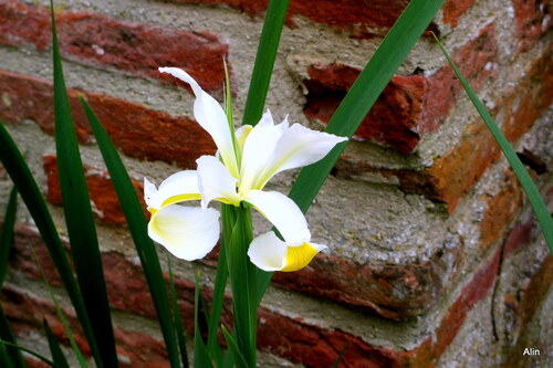 Les iris tardifs