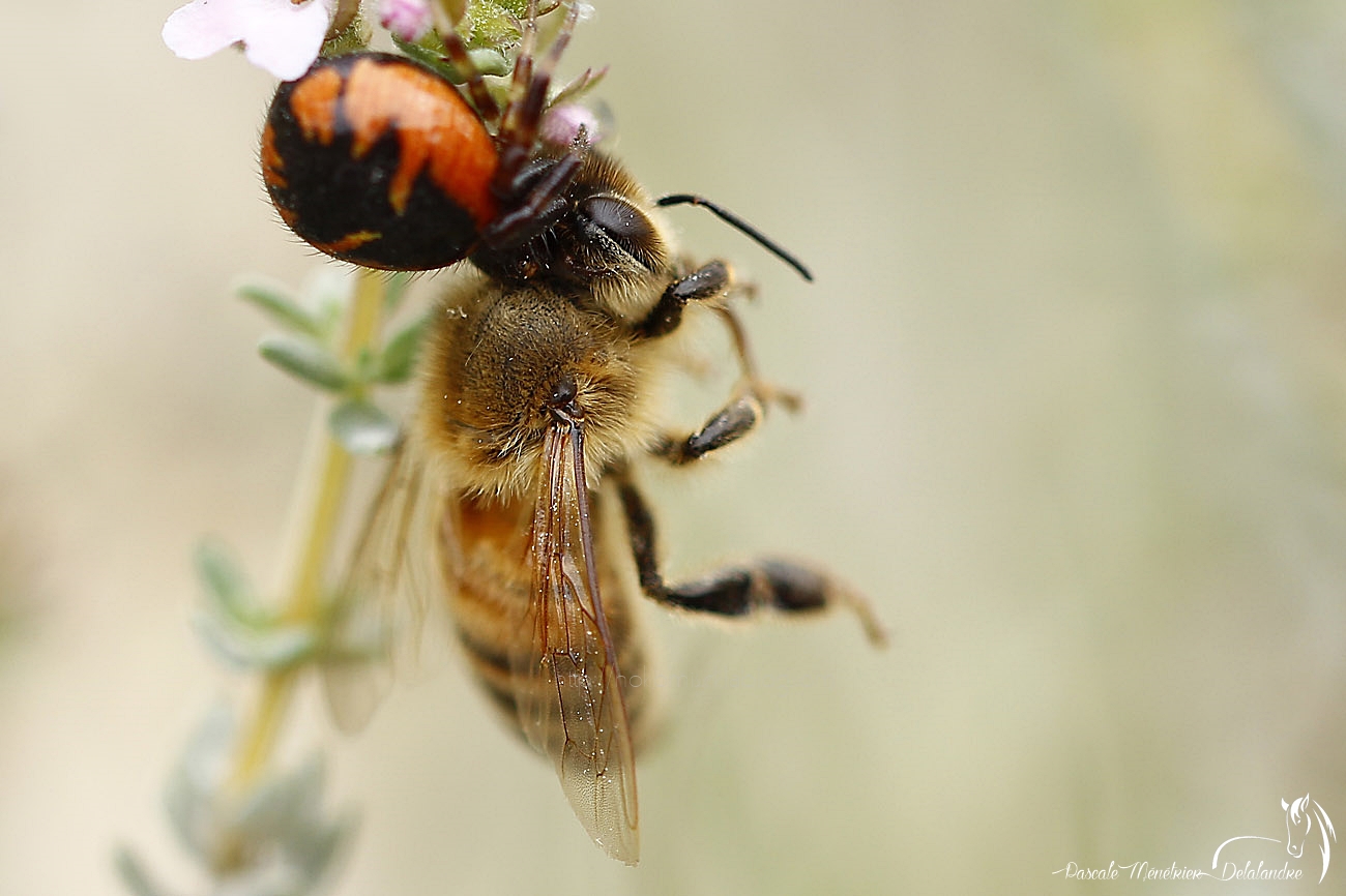 La Thomise et l'abeille....