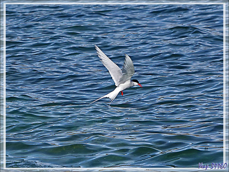 Quelques oiseaux de l'île Ytre Norskoya - Svalbard - Norvège