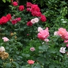 Jardin d'anciennes roses à Lesdain