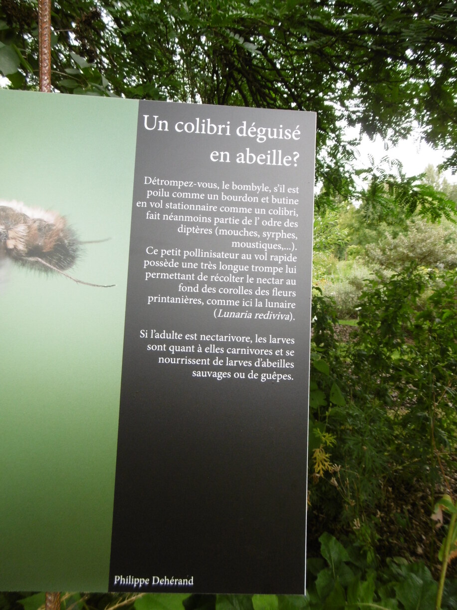 Le jardin botanique Jean Massart 1