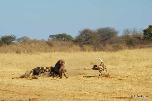 Action at an elephant carcass at Sinanga