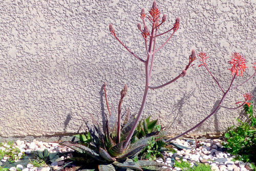 Plante en fleur : aloès?