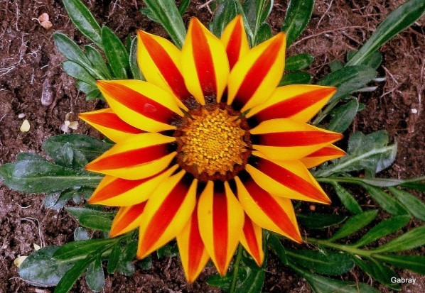 V05 - Gazania