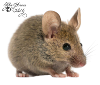  Rats souris créations 1