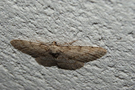 papillon La Boarmie pointillée, Hypomecis punctinalis