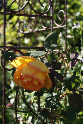 rose Parure d'or de Delbard