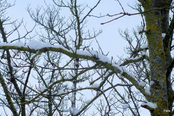 z02---Branches-et-neige.JPG