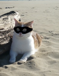 J'ai trouvé un très beau chat à la plage...