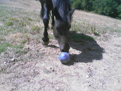 CHEVAL : Un cheval qui joue au football