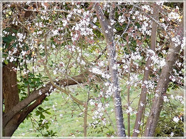 Il est là le printemps