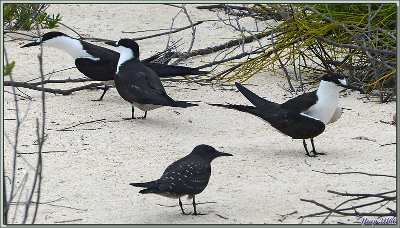 Sternes fuligineuses (Onychoprion fuscatus) - Bird Island - Seychelles