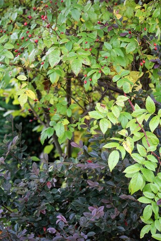 loropetalum chinensis 'Fire dance' et rosier-liane