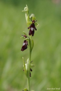 ophrys mouche sig