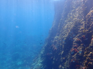 Découverte de l'Île Jarre - Snorkeling du 07 août 2020