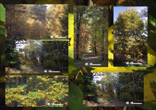 Un dimanche après midi d'automne, en Forêt !