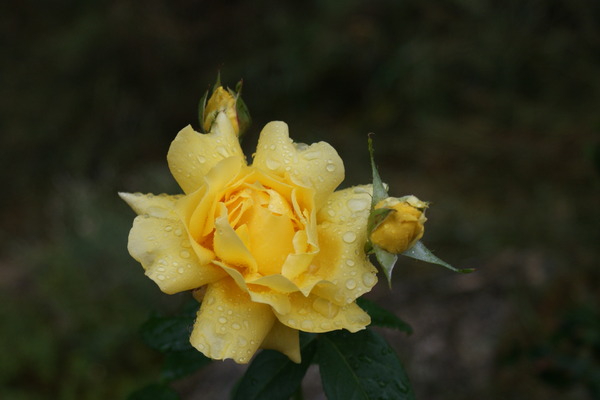 -Chez Mlidéfis n° 224: fleur jaune