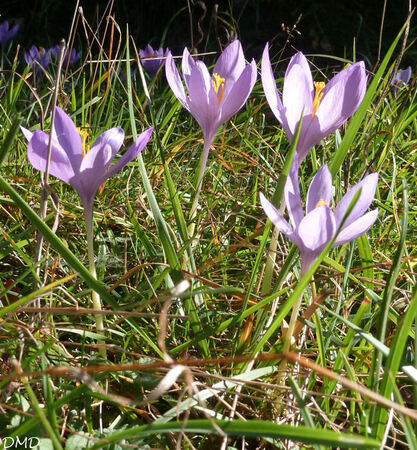 Crocus nudiflorus  -  crocus d'automne