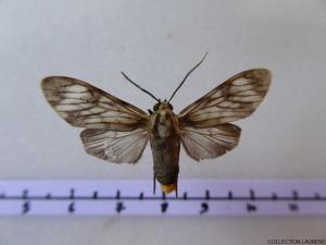 Euceron