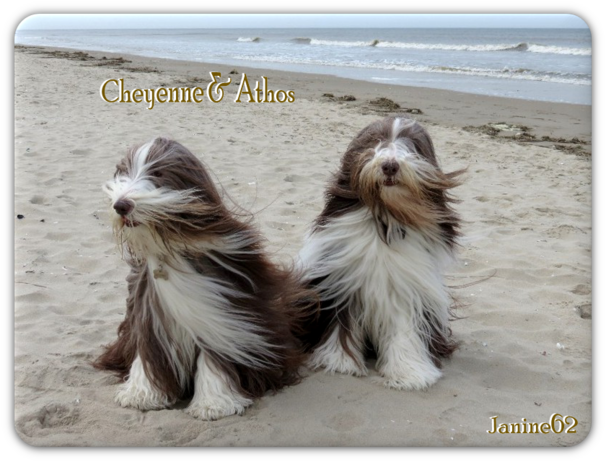 ♥ Athos & Cheyenne à la mer  ♥