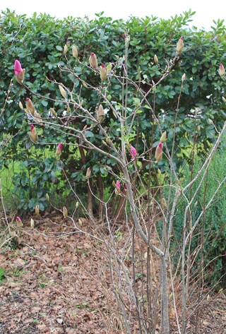 magnolia liliiflora nigra