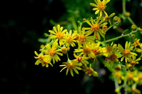 Séneçon Jacobée ou Jacobea Vulgaris